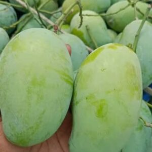 আম্রপালি 10 কেজি প্যাকেজ