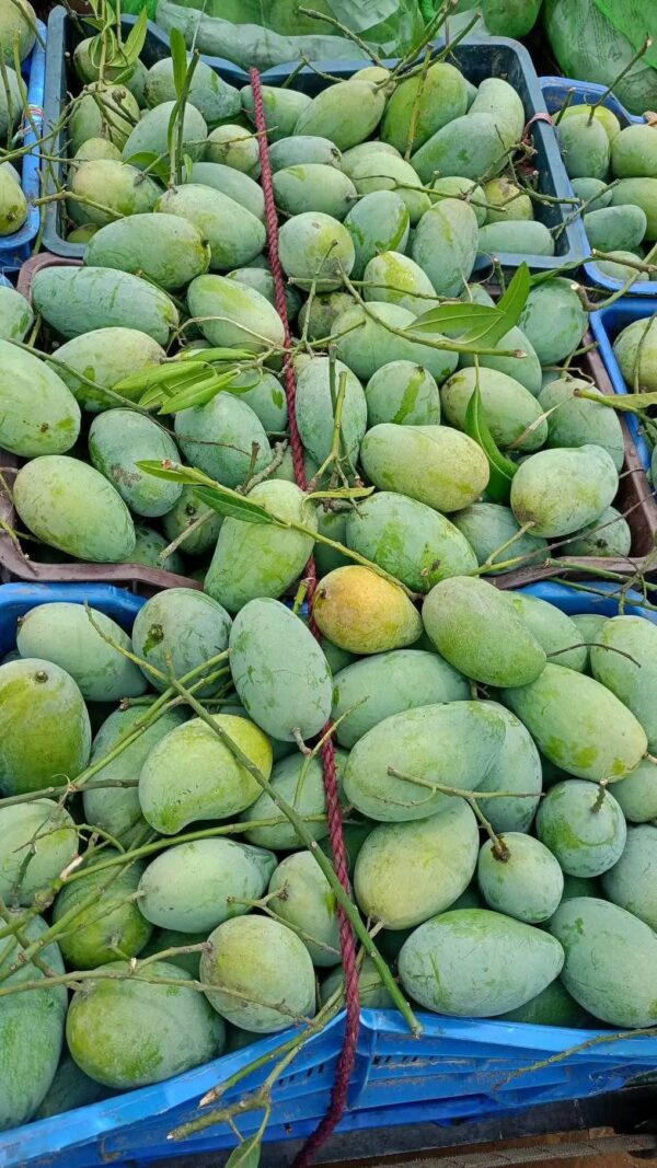 আম্রপালি ২০ কেজি প্যাকেজ